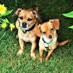 Opha | Annie | Dwight - @opha_anniedogs - Instagram