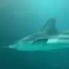Annie vlogs - @annie.earley.vlogs - TikTok
