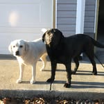 Annie, Bo, & Snoopy Edens - @anniebosnoopy - Instagram