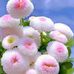 Ana Ecker - Facebook