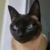 Annie Ferrand - @nitabamba - TikTok