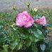 Annie Ferrand - Facebook