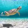 Annie Gates - @annie.gates - TikTok