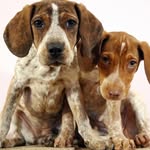 Annie and Hannah - @doubletroublehoundies - Instagram