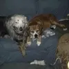 Annie - @anniehauser2 - TikTok