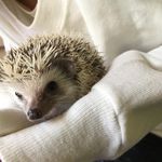 Annie - @annie__hedgehog - Instagram