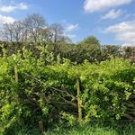 Annie in the hedge - @living.onthe.hedge - Instagram
