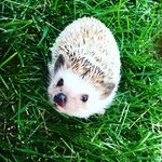 Annie The Hedgie💕💕 - @annie_the_hedge - Instagram