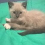 lorenzo - @annie.heroux612019 - Instagram
