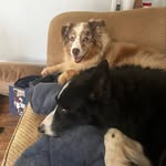 annie and hershey - @badboybennyboo - Instagram