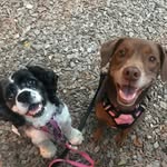 Hershey and Annie - @hersheyandannie - Instagram
