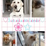 Teddy-polly-annie-sox-Hershey-Lincoln - @3.cats.and.a.white.labrador_ - Instagram