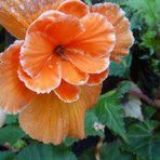 Annie Hoffer - Facebook