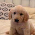 Hopper & Annie - @adventuresofhopperandannie - Instagram
