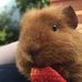 Annie Howes - Facebook