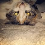 Annie Huff Petroff - @apetroff1027 - Instagram