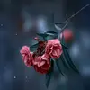 L - @anniekramer368 - TikTok