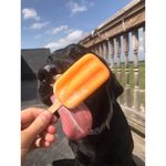 Annie - @annie._.the._.lab - Instagram