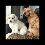 Annie Labelle - @annielabelle86 - Instagram