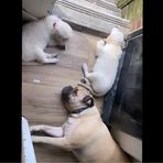 Annie Labelle - Facebook