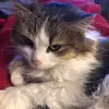 annielabrecque123 - @annielabrecque123 - TikTok