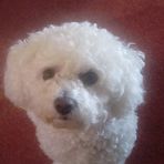 Annie Laing - Facebook