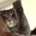 franny annie lamarche - @frannylonglegs - Instagram