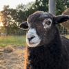 Annie The Lamb - @anniethel4mb - TikTok