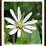 Anne Lammers - @figesper1 - Instagram