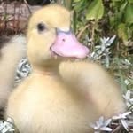 Anne Lammers - @bananalammers - Instagram