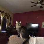 Anne Lanier - @alanier821 - Instagram