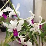 Anne Lanier - @anne_lanier73 - Instagram
