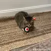 Annie larson - @annie.larson8 - TikTok