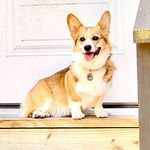 Annie Cai Larson - @cora_corgi_and_friends - Instagram