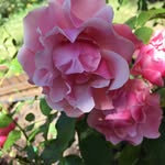 Annie Latour - @an.lat.77 - Instagram