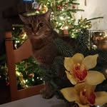 Annie Latour - @latour1710 - Instagram