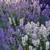 Annie Lavender Artistry - Facebook