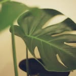 Annie Leaf - @annieleaf1978 - Instagram