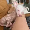 Annie Leclerc - @filou_thedog - TikTok
