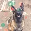 Annie Lecompte - @annie.lecompte - TikTok