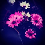 Annie Leger - @leger4866 - Instagram