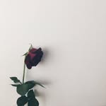 annie lemons - @thoughtsbylemon - Instagram