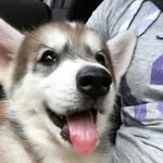 Annie Lemos da Rosa Borges - @annielrb.husky - Instagram