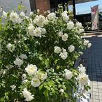 Anne Lemus - Facebook