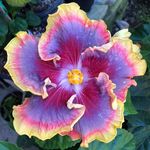 Annie Levine - @mermaid_mama78 - Instagram