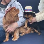 Melvin and Annie Levine - @lescavaliersterribles - Instagram
