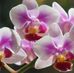 Annie Michel - Facebook
