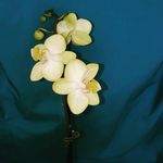 Annie Hall Milne - @anniehallmilne - Instagram