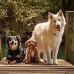 Roman | Annie | Nash 🐾 - @thenashvillepack - Instagram