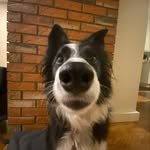 Annie Nipper Pickle Bean - @annie_puppy_bean - Instagram